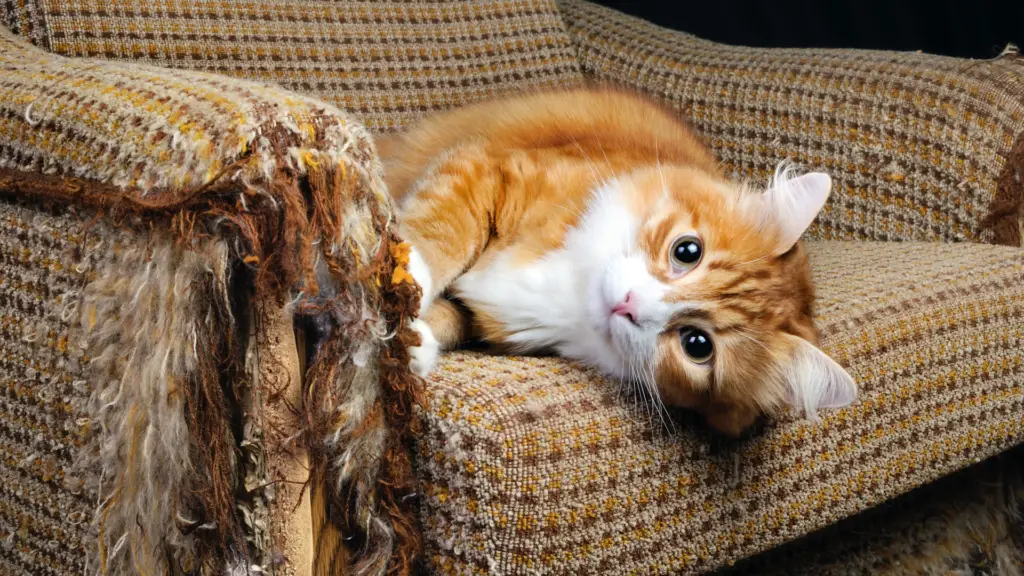 Cat Destroys Sofa